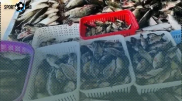 أسعار كيلو البلطي في كفر الشيخ الخميس 20 نوفمبر 2025